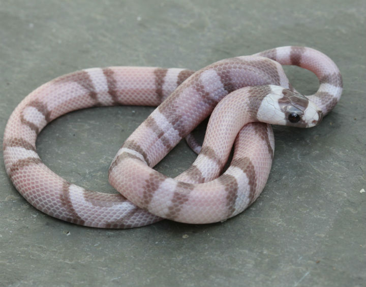 Ghost Honduran Milksnake